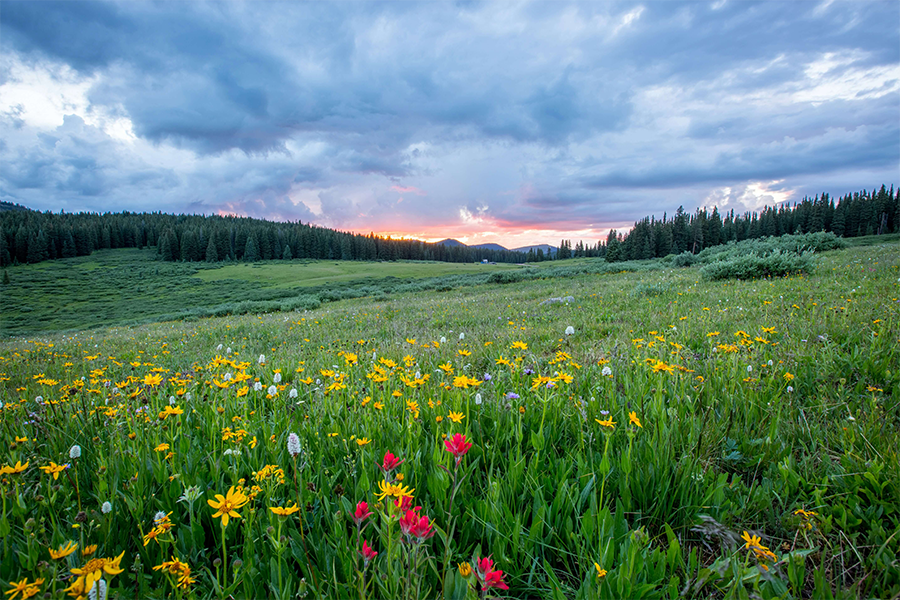 Mountains and flowers