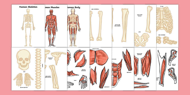 musculoskeletal system activity us s 18 ver 7