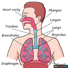 respiratory