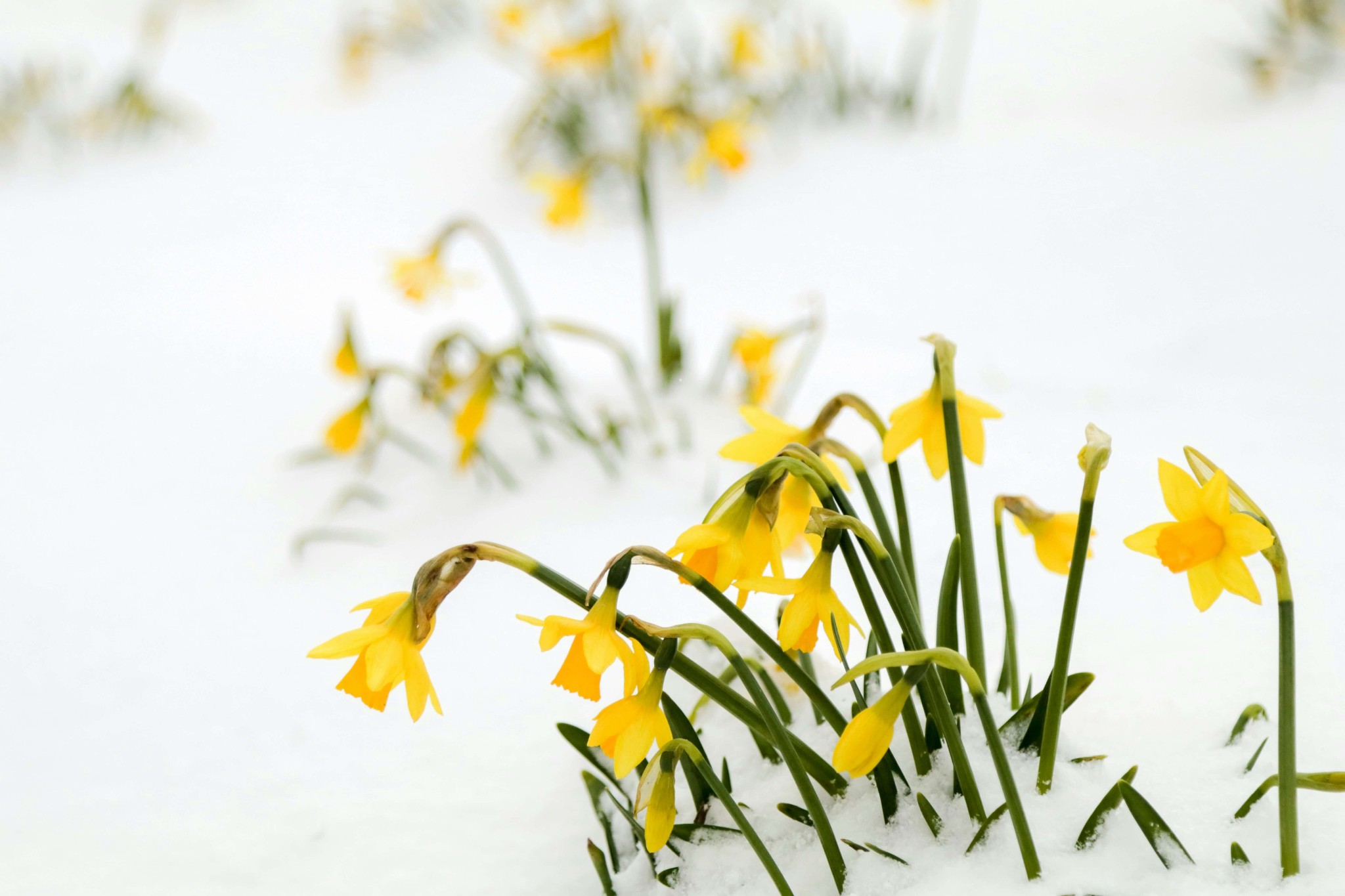 Crocus in the snow