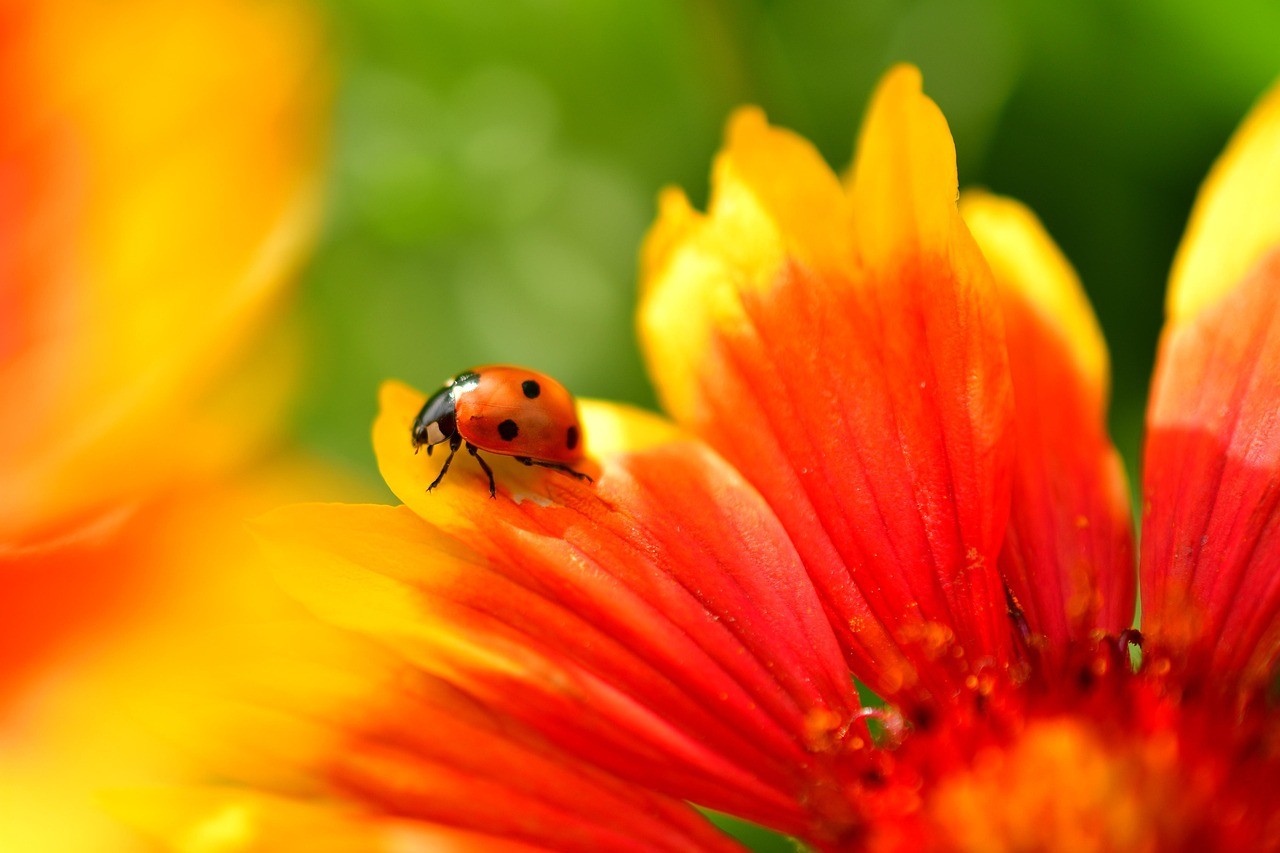 Ladybug, Insect, Flower