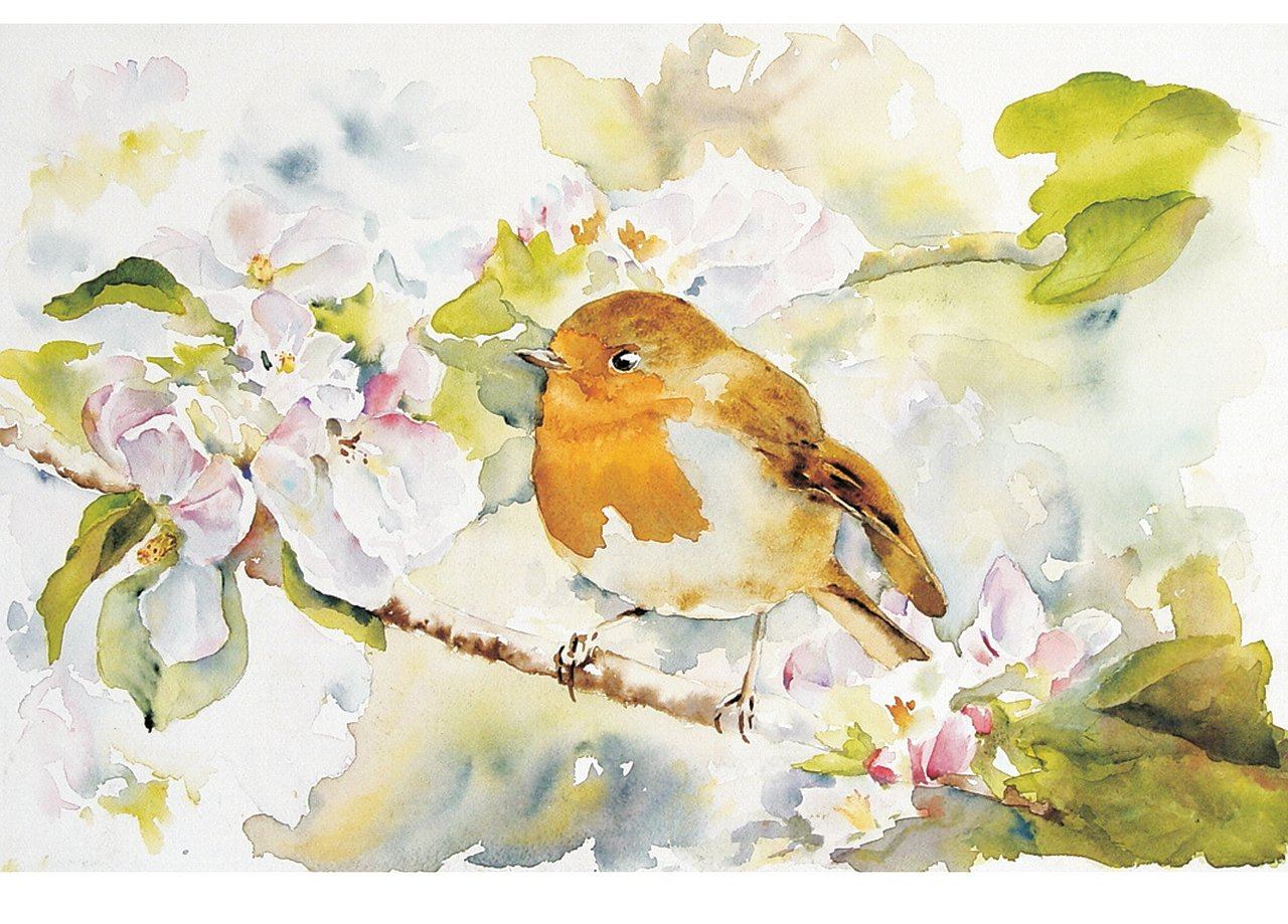 Bird, Robin, Spring, Tree, Watercolour