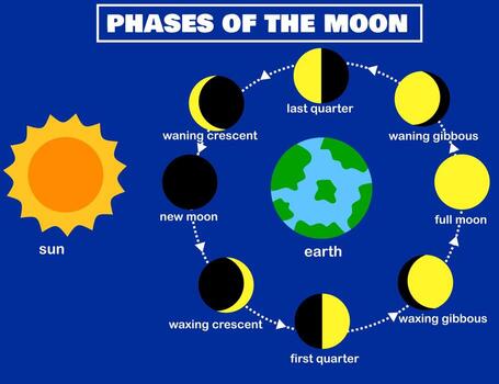 phases of the moon lunar phase earth and sun luna the lunar cycle change night sky infographic eclipse concept planets in solar system cartoon illustration vect