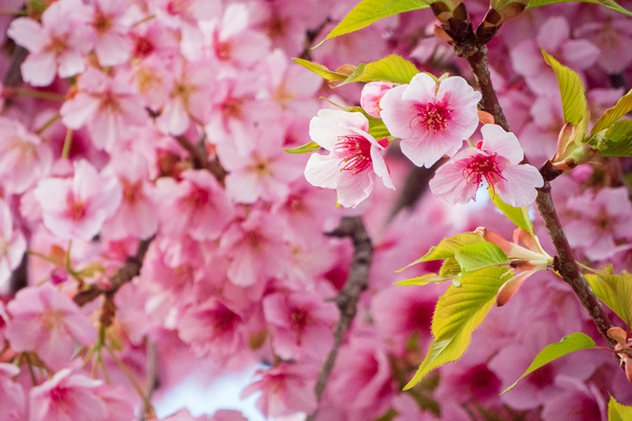 Spring, Flowers, Blossoms, Nature, Pink, Garden